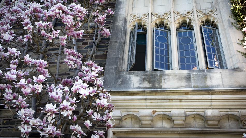 A blooming tree next to an open window of a stone building.