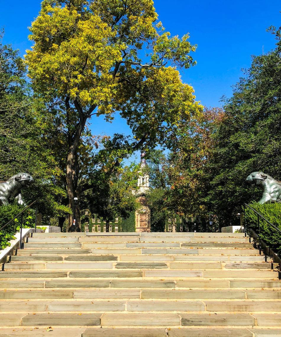 Tigers and stairs