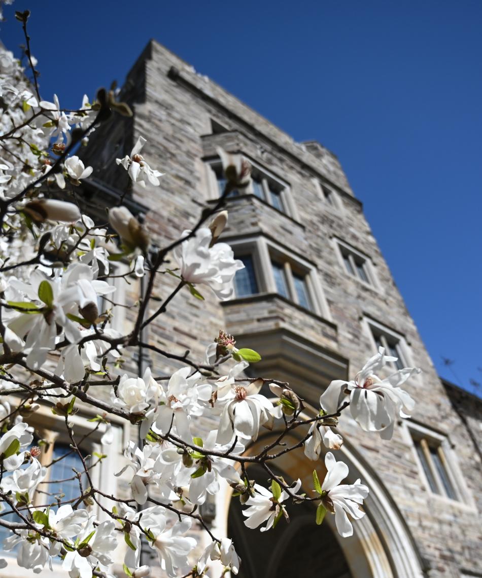 spring flowers on campus
