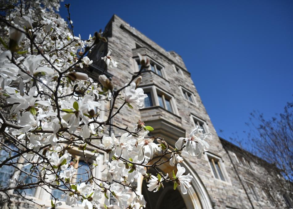 spring flowers on campus